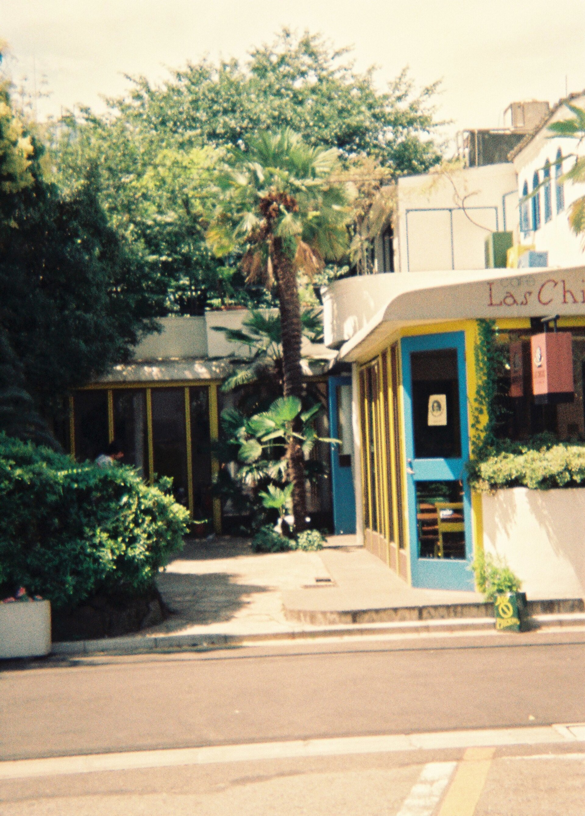 Door shade houseplant
