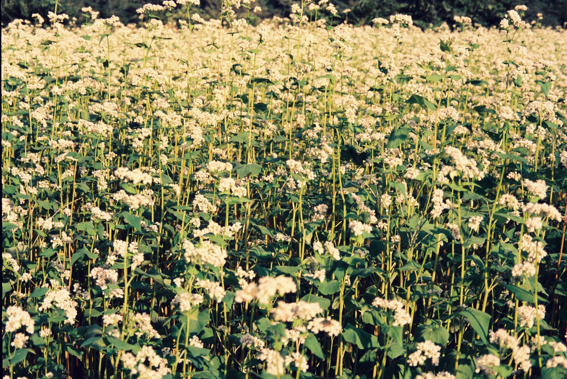 Flowering plant field agriculture