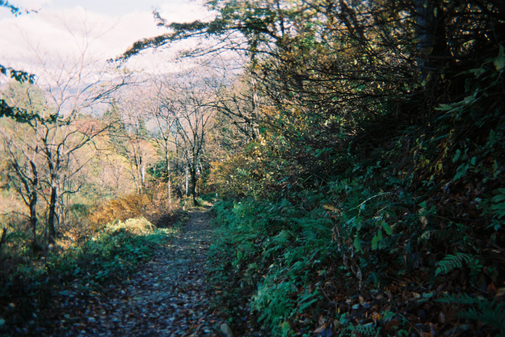 Leaf branch natural environment