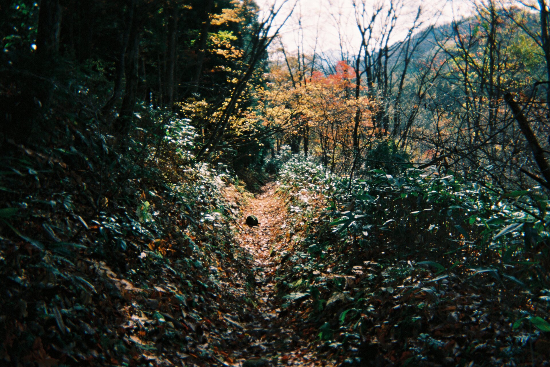 Natural environment with green leaves and organic beauty