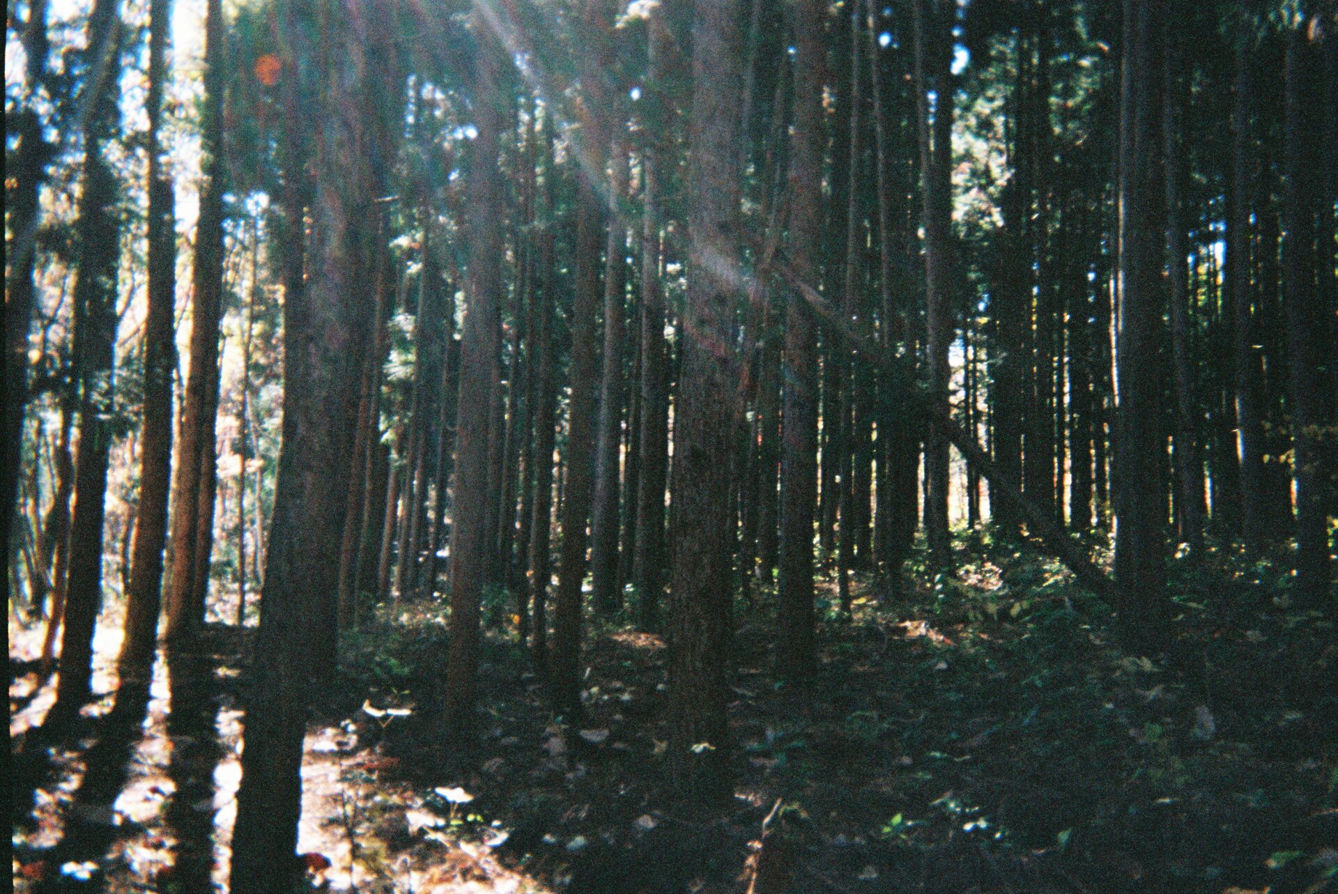 Leaf natural environment wood