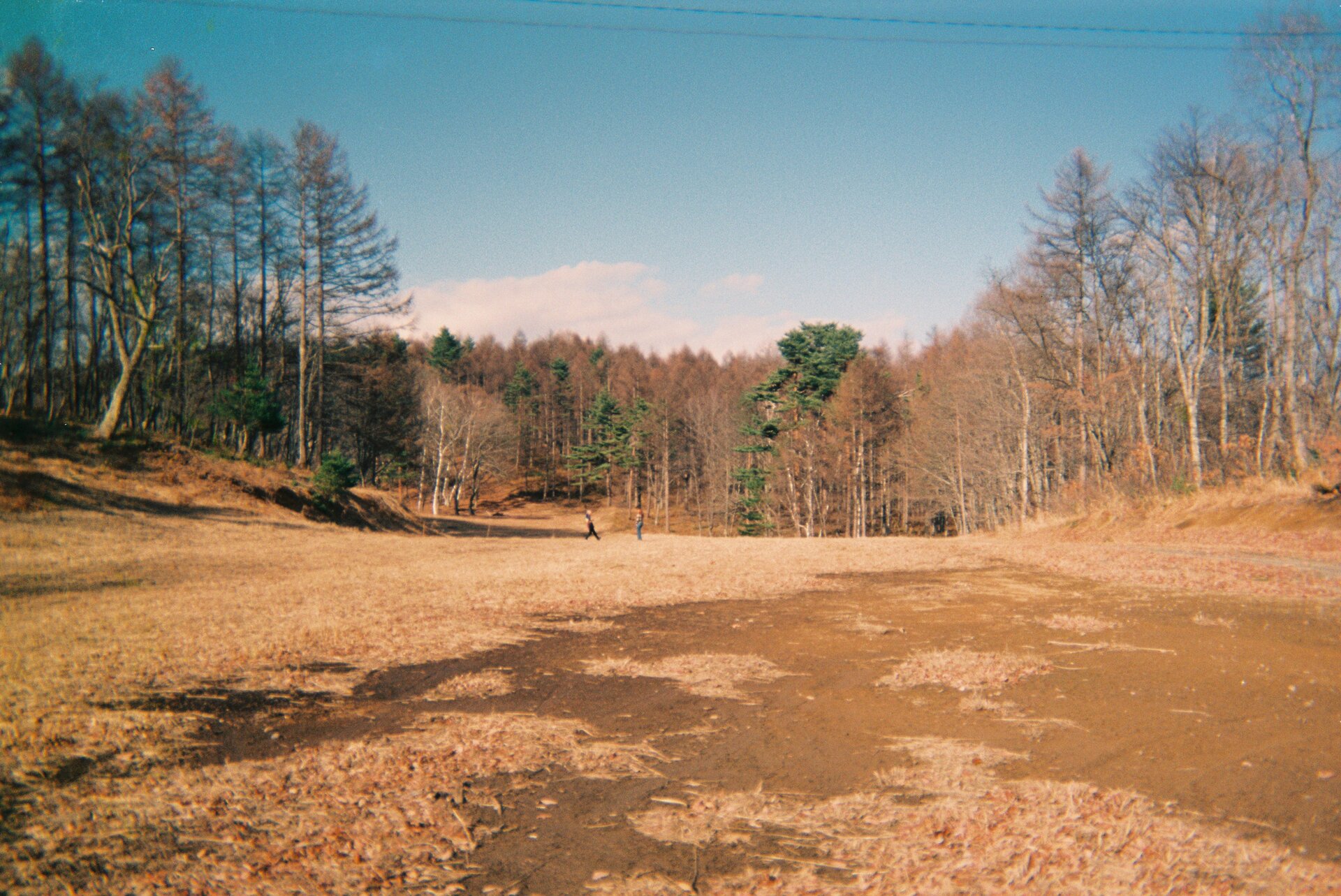 Leaf tree natural environment
