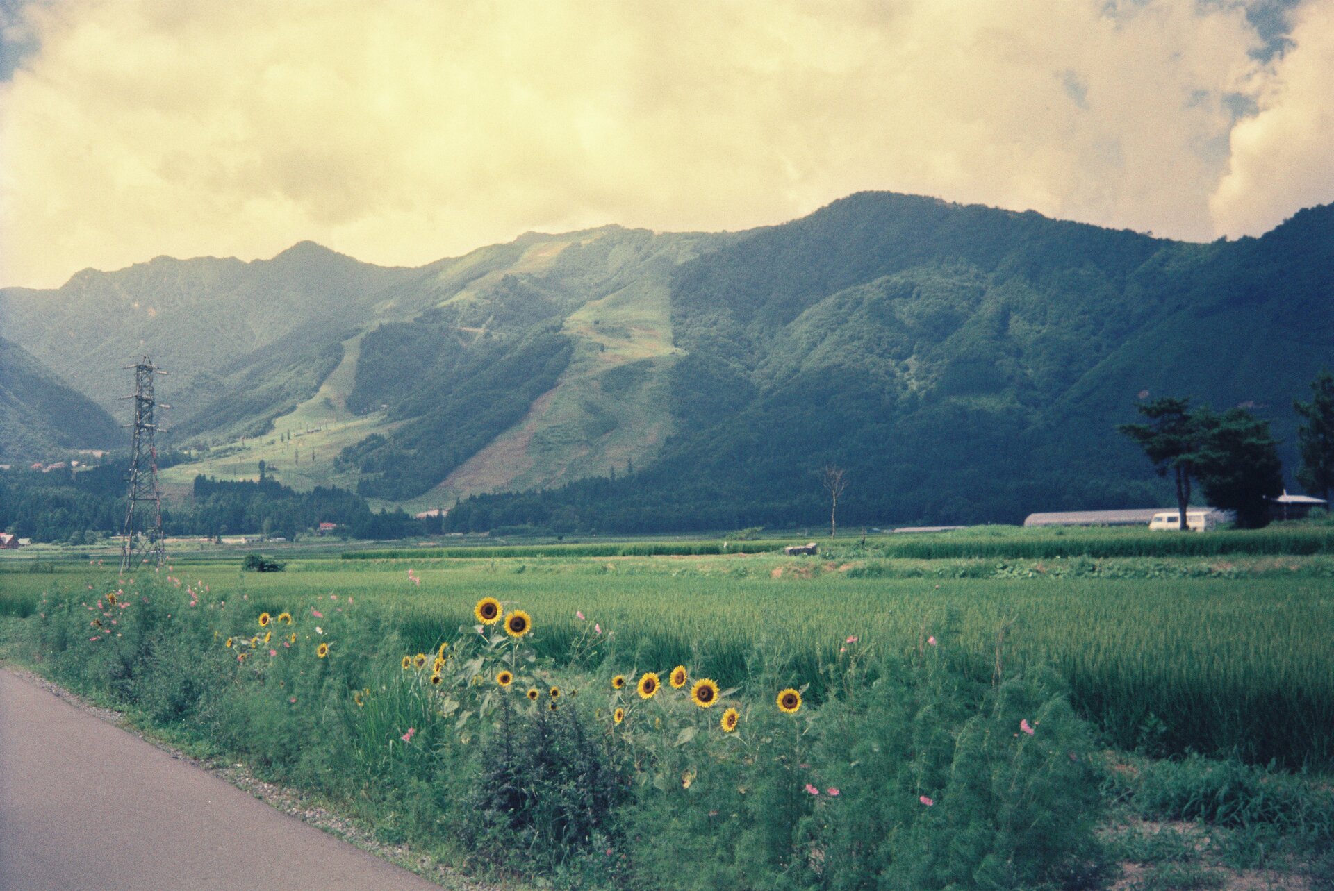 Mountainous landforms green flower