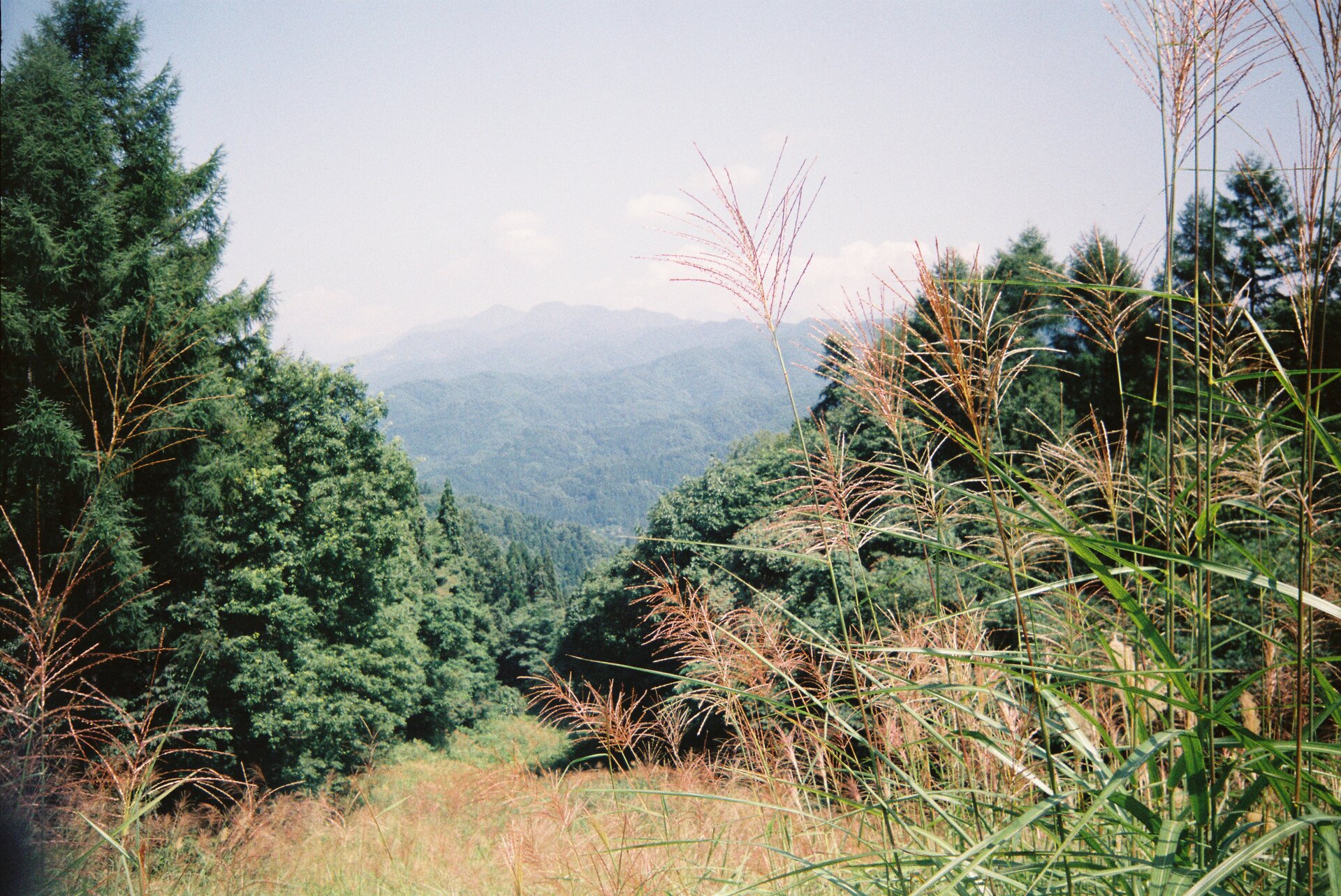Natural environment with lush vegetation and leaves