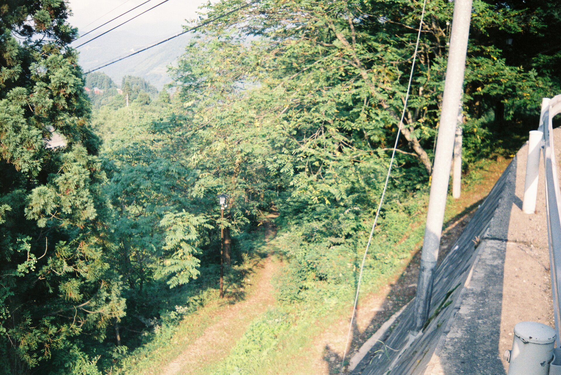 Natural environment vegetation forest