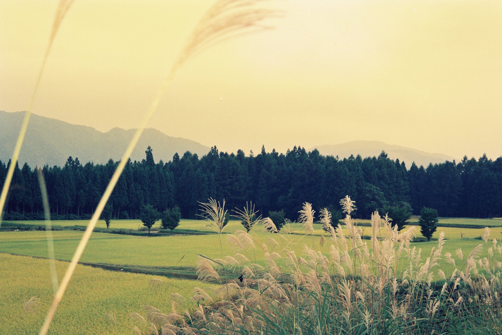 Natural green landscape with organic beauty and tranquility