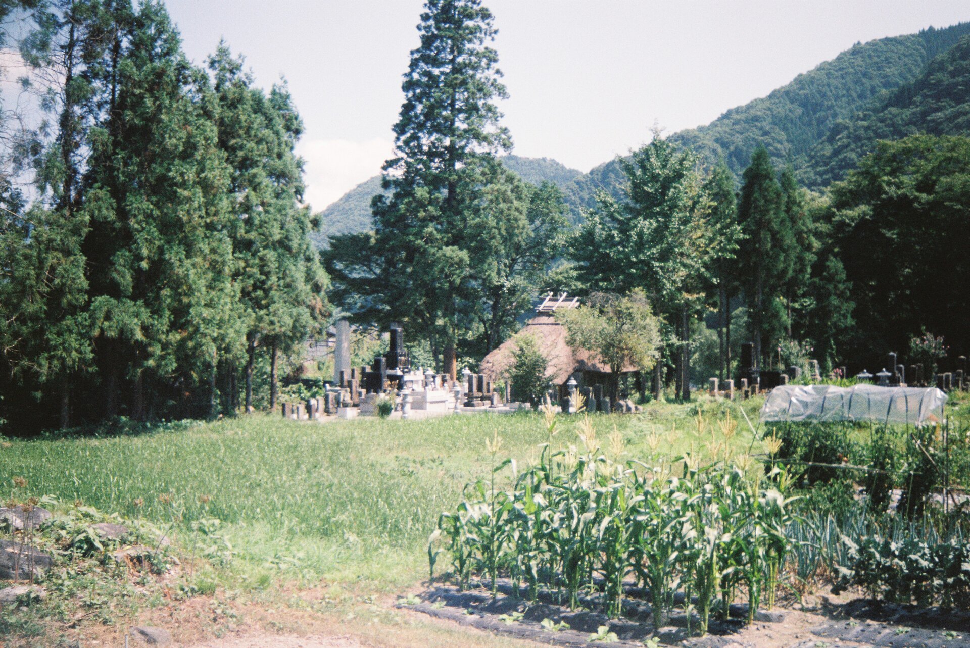 Shrub plant community groundcover