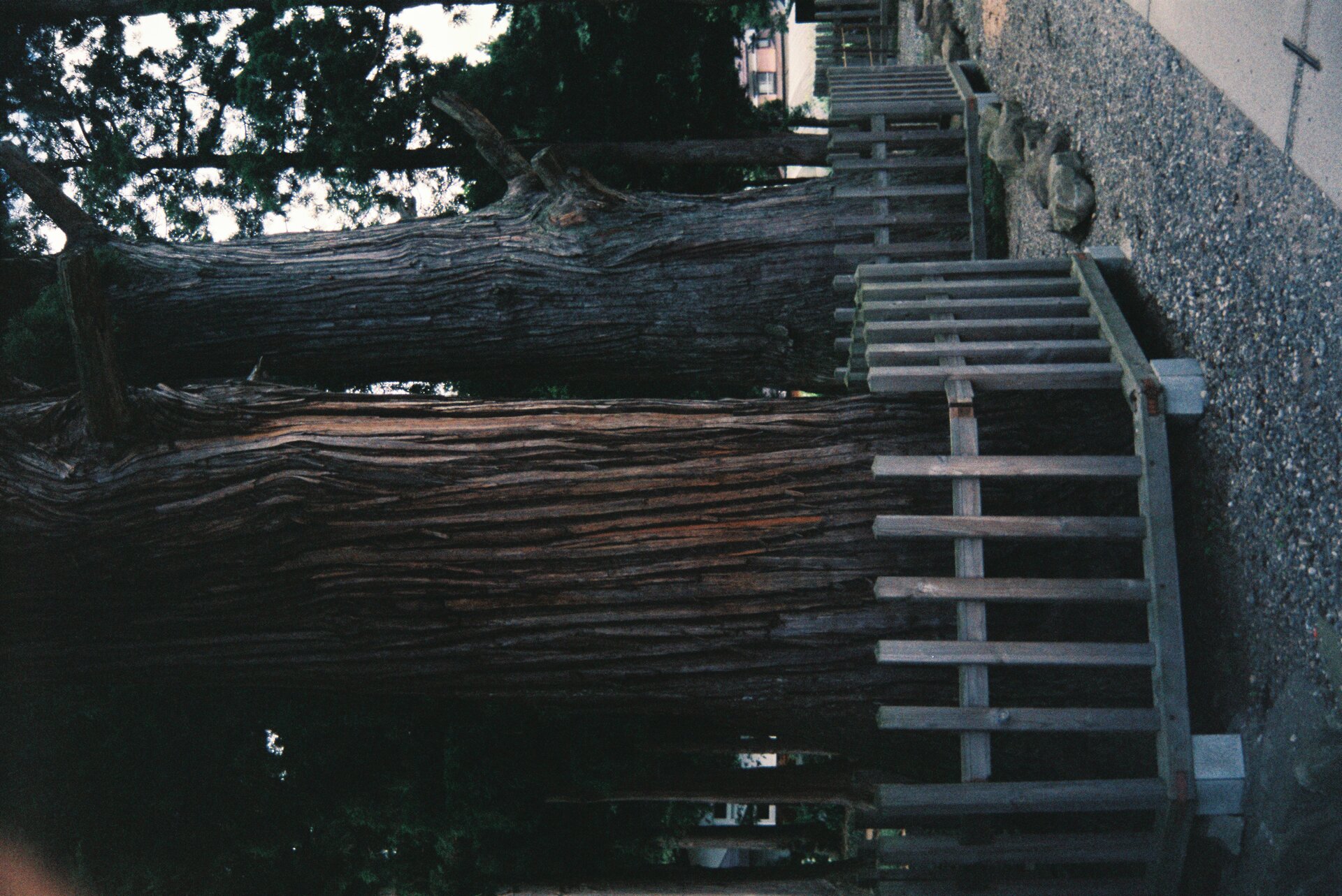 Natural wood trunk with organic material
